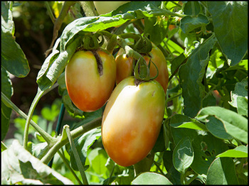 メキシコのトマト　実の生長（8月28日撮影）