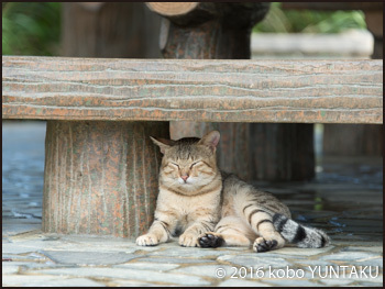 名護城跡で見つけた猫