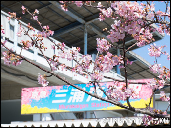 三浦海岸駅前の河津桜