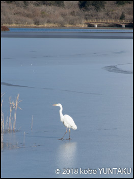 凍結した田貫湖に降り立った白い鳥