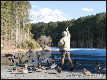 富士山をバックに水鳥と遊ぶ