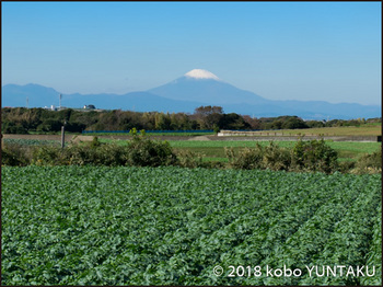 大根畑と富士山