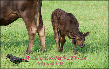 黒島の仔牛
