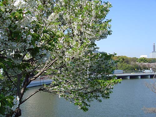 2009年4月10日千鳥ヶ淵公園山桜.jpg