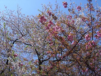 2009年4月10日靖国神社桜.jpg