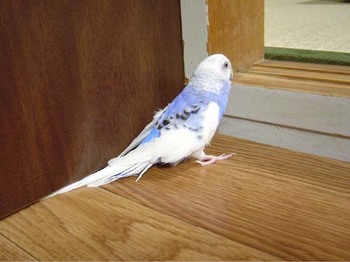 覗くインコ3.jpg