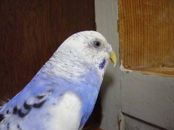 覗くインコ4.jpg