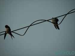 2swallows090901.jpg