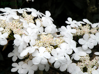 オオカメノキ(Viburnum furcatum)