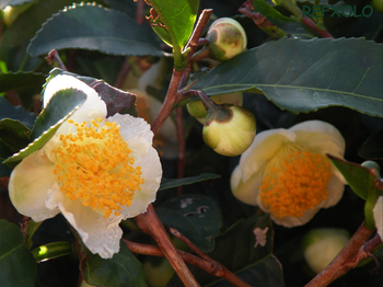 可愛いお茶の花