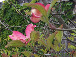 やっと咲き始めた紅いハナミズキ