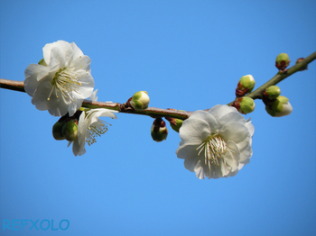 八重咲き白梅の花