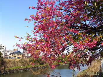 馬込川の寒緋桜