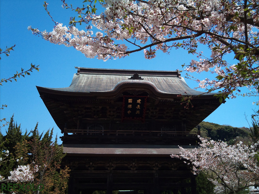 桜と建長寺山門