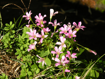 道端に咲くピンクの花