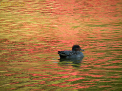 錦の水面上の鴨