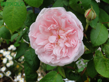 rose　eglantyne　2010