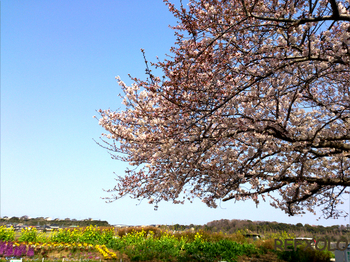 佐鳴湖公園の桜