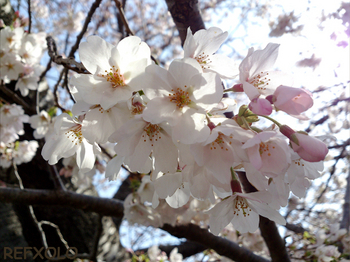 佐鳴湖公園の桜の花