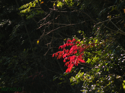 佐鳴湖里山の鮮やかな紅葉