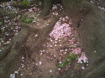 桜散る