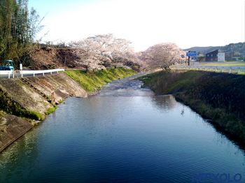 獅子が鼻公園近くの桜並木