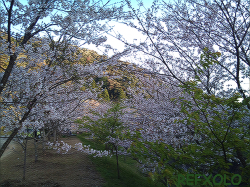 獅子が鼻公園野外広場の桜