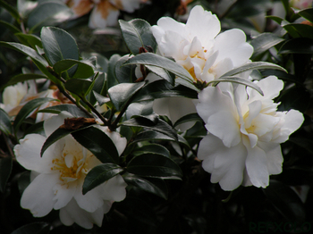 白い三輪寒椿の花