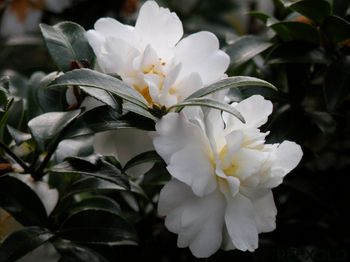 白い八重咲きの寒椿の花