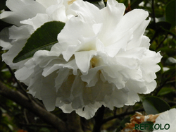 白い八重咲きの山茶花（さざんか）