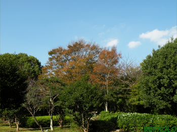 秋の佐鳴湖公園2009年10月19日