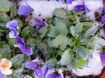 ビオラの花に降った雪