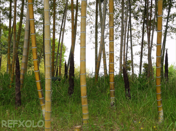 竹林の筍