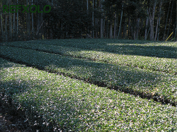 竹林の脇の茶畑