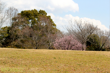 梅の咲く丘