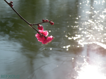氷の張った池をバックに紅梅の花