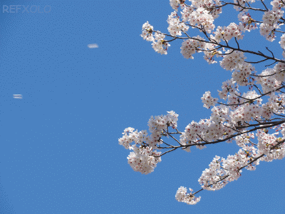 桜吹雪GIFアニメ