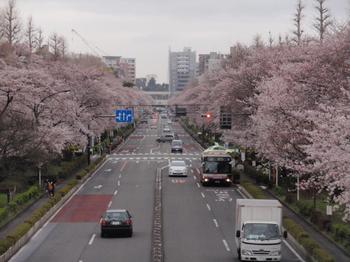 国立市の桜並木