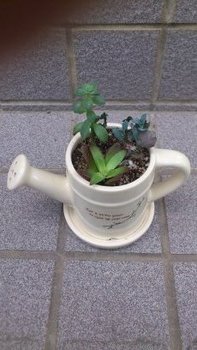 多肉寄せ植え