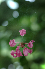 クモの巣と花びら_DSC_1878.jpg