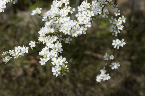 ユキヤナギ_DSC_0394.jpg