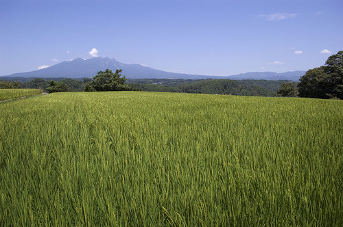 八ヶ岳_DSC_0045.jpg