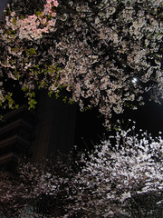 夜桜_KICX4740.jpg