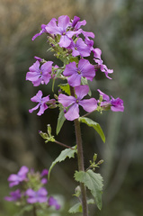 大判草_DSC_4630.jpg