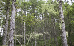 林道_DSC_0083.jpg