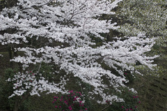 桜の園_DSC_4711.jpg