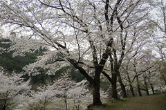 桜の園_DSC_4723.jpg