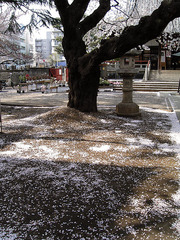 桜の散り花KICX3623.jpg