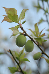 梅の実_DSC_0402.jpg