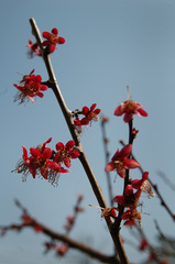 梅の花の最後_DSC_4478.jpg